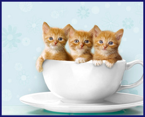  taza para té, taza de té kitties
