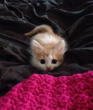  tiny gattini