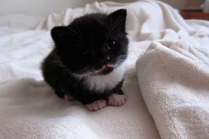  tiny anak kucing