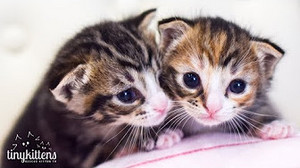  tiny gatinhos