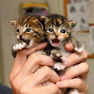  tiny gatitos