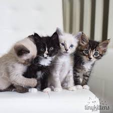  tiny kittens