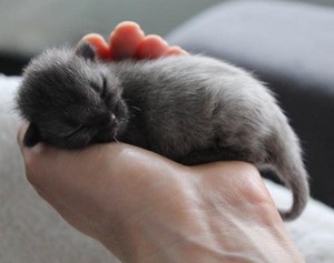  tiny newborn gattini