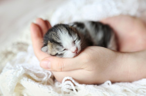 tiny newborn kittens