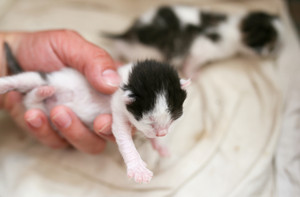  tiny newborn बिल्ली के बच्चे