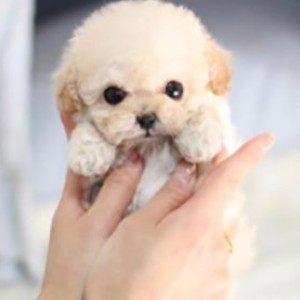  tiny 小狗