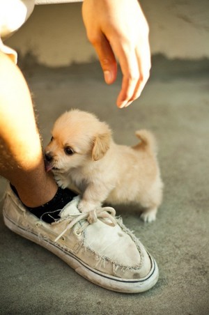  tiny 子犬