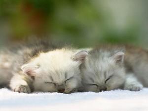  tired kitties
