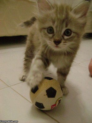  Fußball kitty