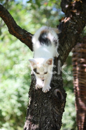 tree climbing 