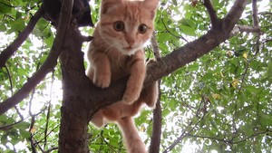 albero climbing