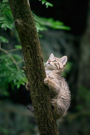  arbre climbing