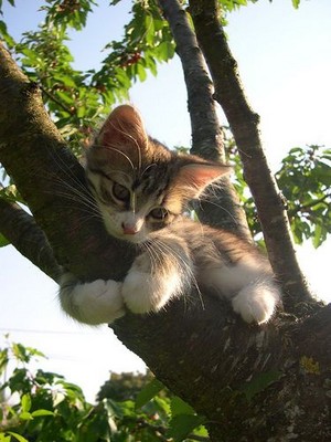  나무, 트리 climbing