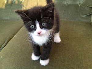 very cute black and white kittens