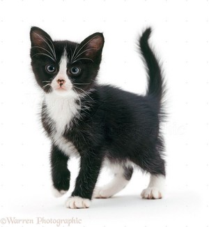  very cute black and white gatitos