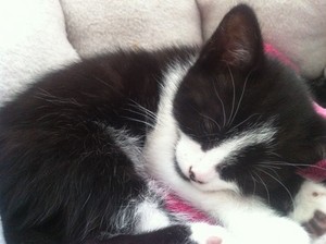  very cute black and white mèo con