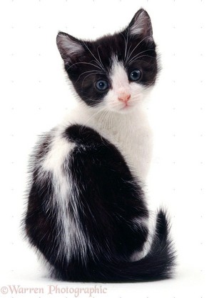  very cute black and white chatons