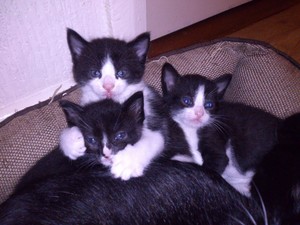 very cute black and white kittens