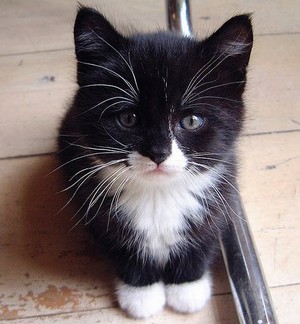  very cute black and white 小猫
