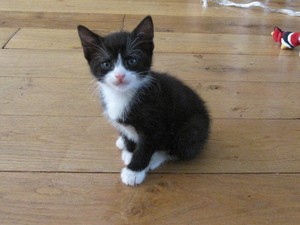  very cute black and white mèo con