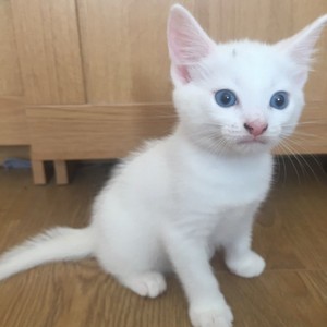  white gattini