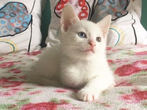  white anak kucing