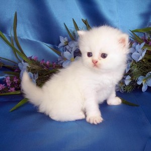  white बिल्ली के बच्चे