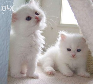 white kittens
