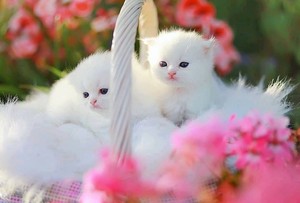  white बिल्ली के बच्चे