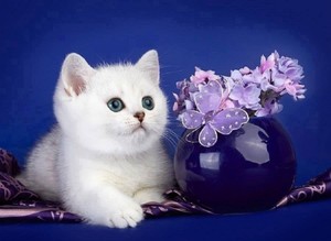  white 子猫