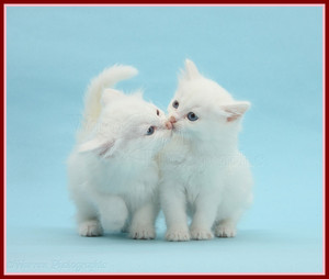  white kittens