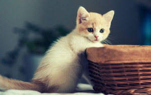  world's cutest kittens