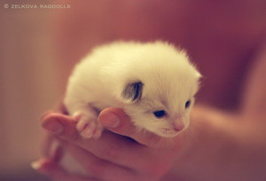  world's cutest 小猫