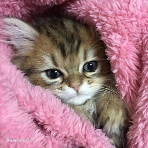  world's cutest mèo con