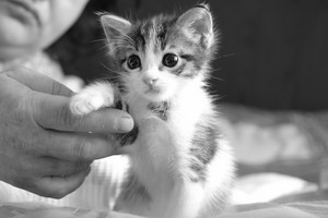 world's cutest gattini
