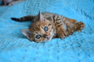  world's cutest kittens