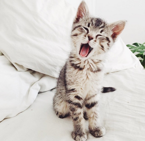  yawning