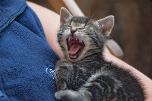  yawning