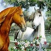  Beautiful kuda