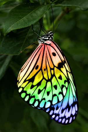  Beautiful mariposa