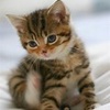  Beautiful Kitten