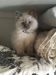  Beautiful Ragdoll Kitten