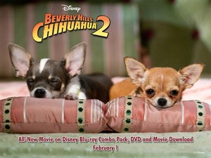 Beverly Hills Chihuahua2 