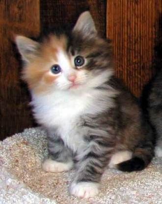 Calico Kitten - Ktchenor Photo (41695482) - Fanpop
