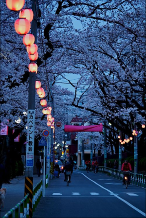  kers-, cherry Blossom in Japan