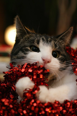 Christmas and Cats