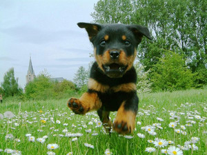  Cute 罗威, rottweiler, 罗威纳犬 Pup