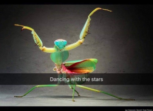  Dancing with the stars