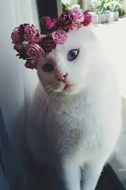  꽃 Kitty