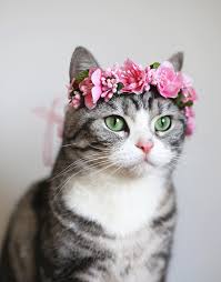  꽃 Kitty